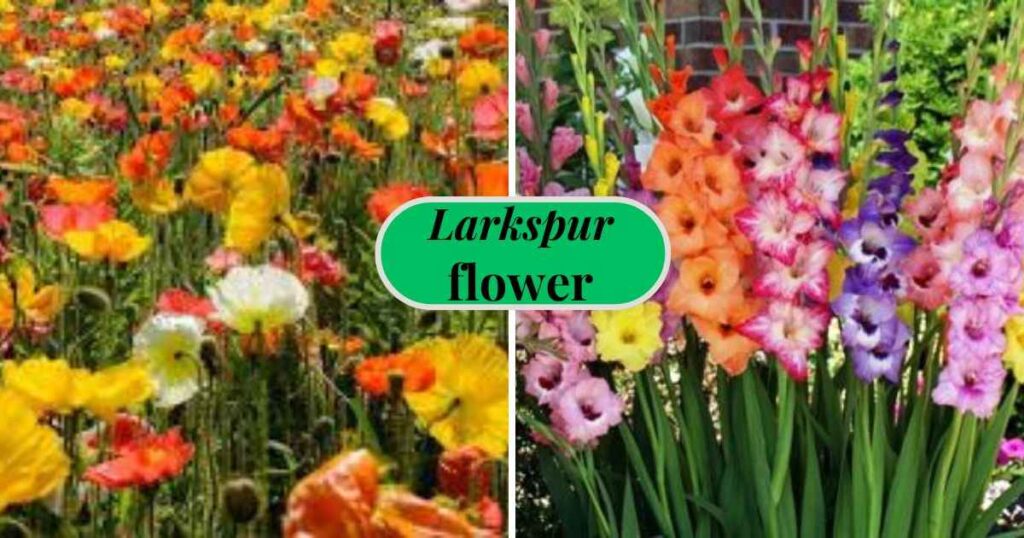 Gladiolus and Poppy flowers displaying the beauty of August birth month blooms