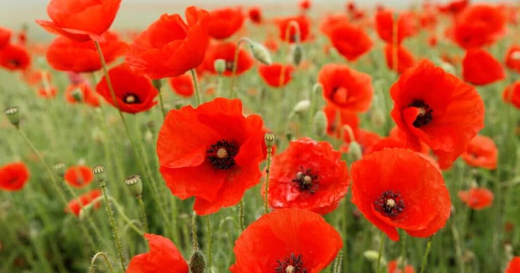 august birth flower