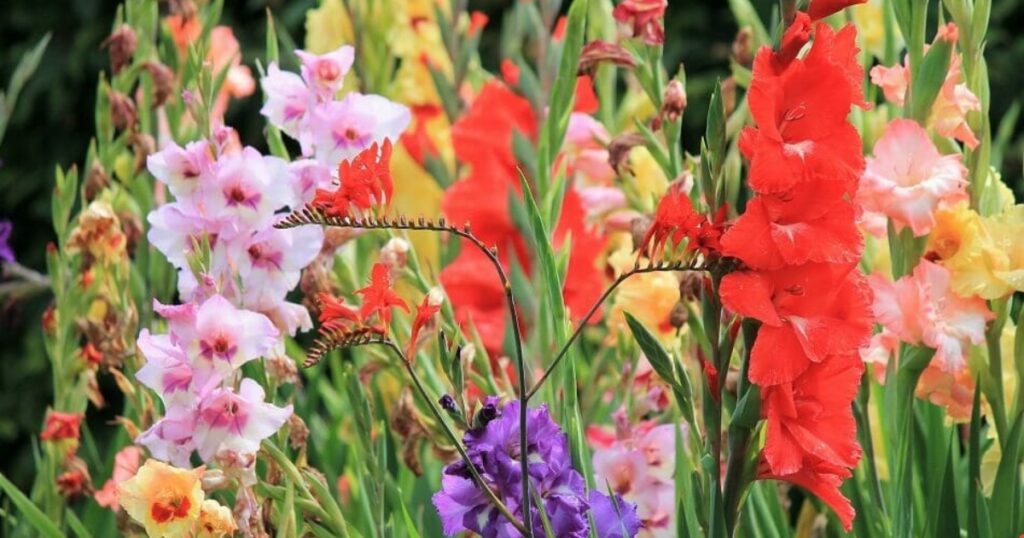 august birth flower