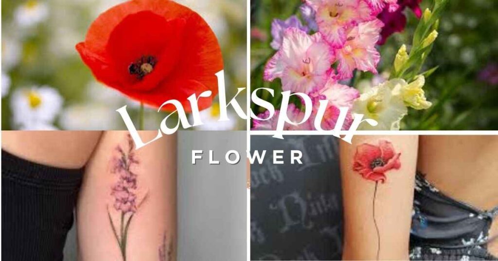August birth flowers Gladiolus and Poppy blooming together in a colorful summer garden