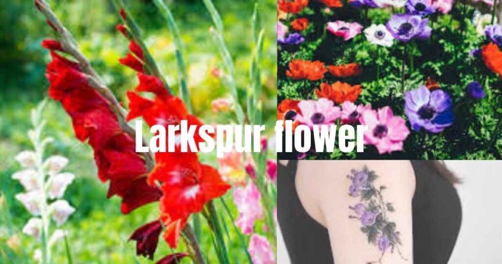 Colorful Gladiolus and Poppy flowers growing together in a summer landscape