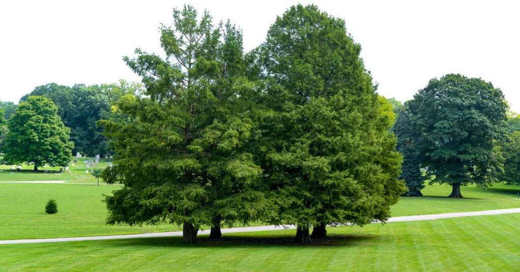 fast growing trees