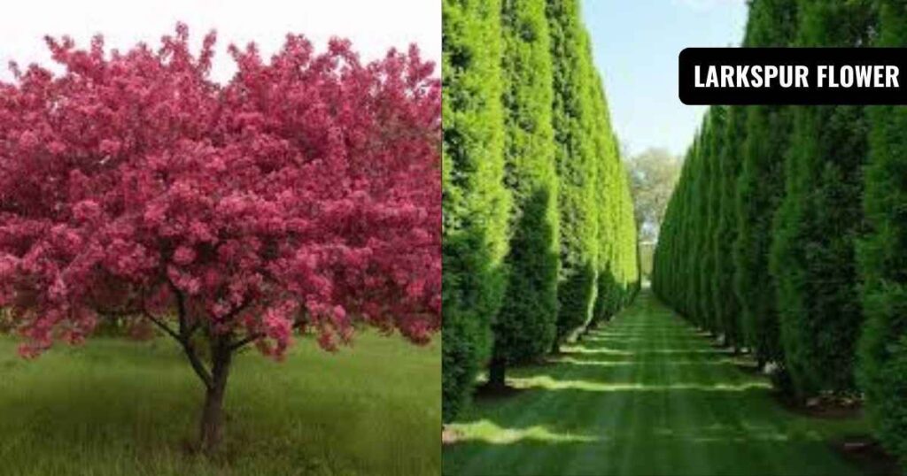 fast growing trees