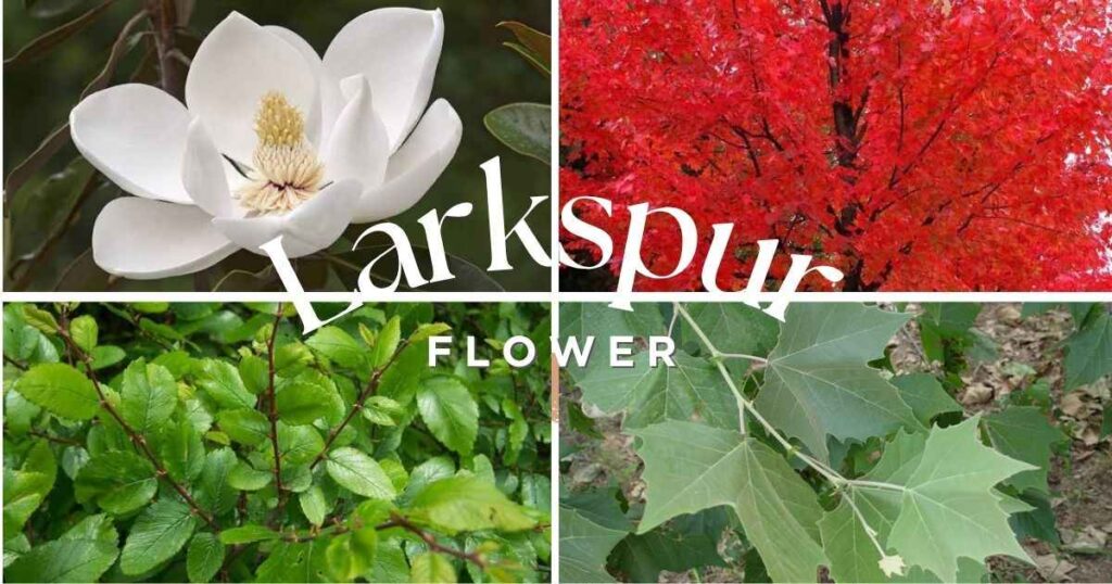 Magnolia, Red Maple, and other fast growing trees thriving in a landscaped garden