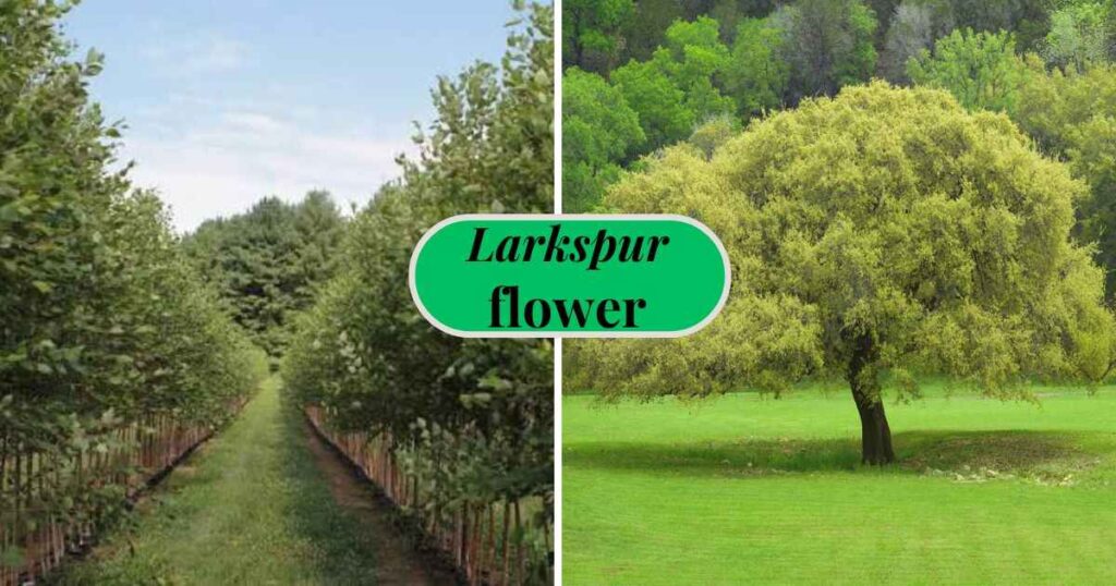 Live Oak and River Birch among the best fast growing trees for shade and landscape beauty