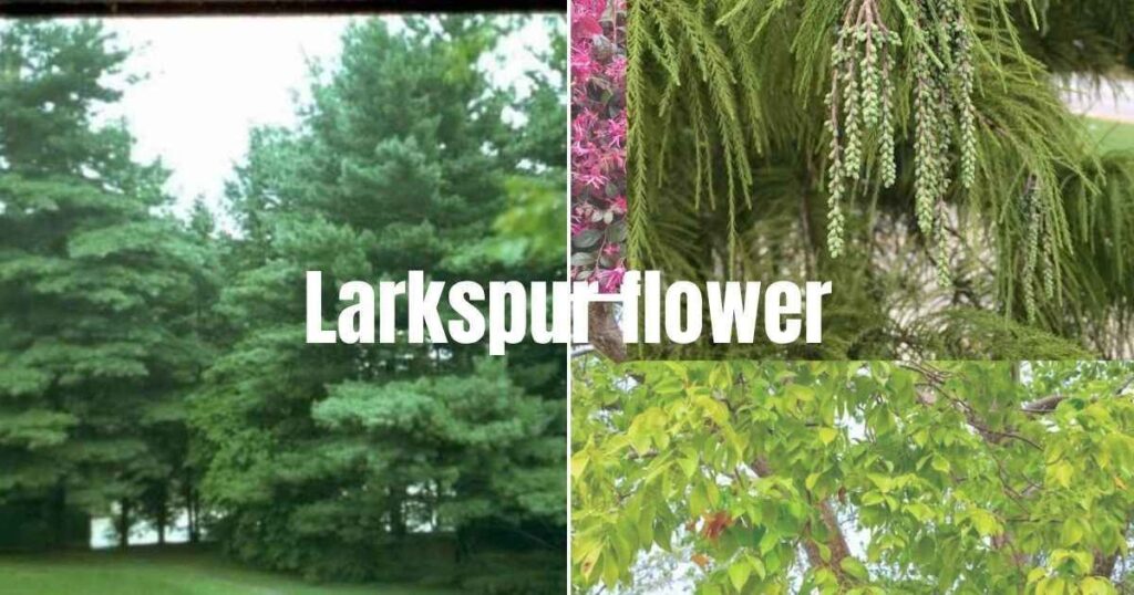 Eastern White Pine, Bald Cypress, and Gumbo Limbo among the best fast growing trees for shade and landscape value