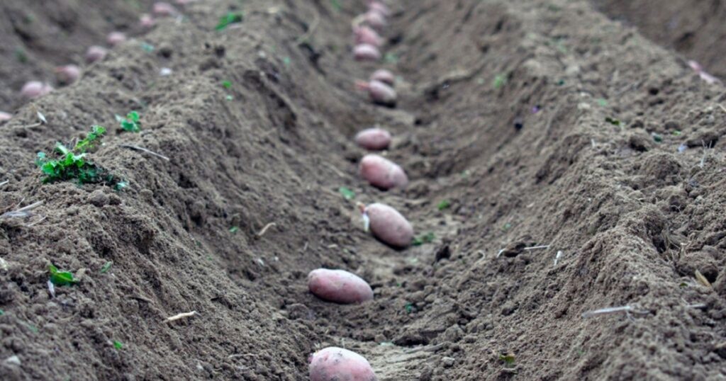 how to plant potatoes