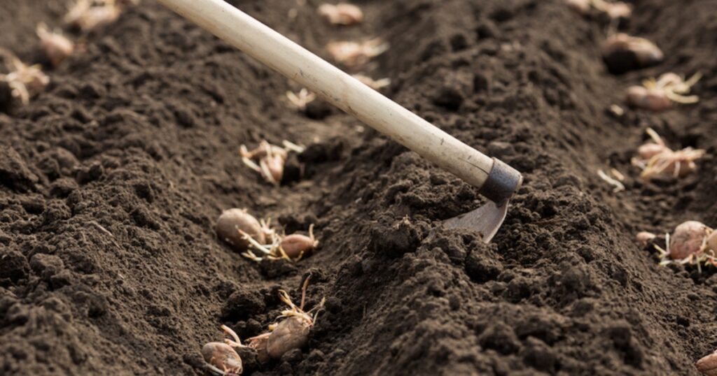 how to plant potatoes