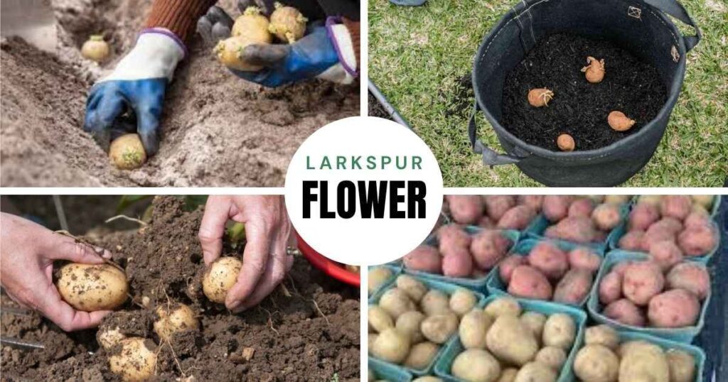 how to plant potatoes