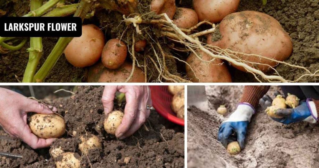 how to plant potatoes