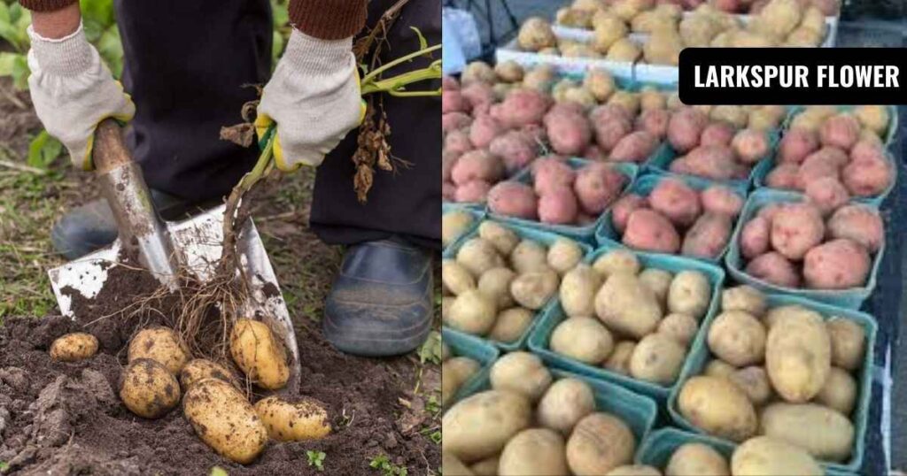 how to plant potatoes