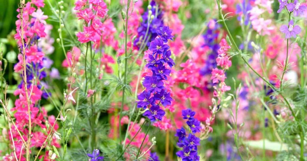 larkspur flower