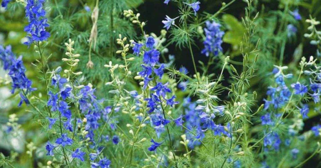 larkspur flower
