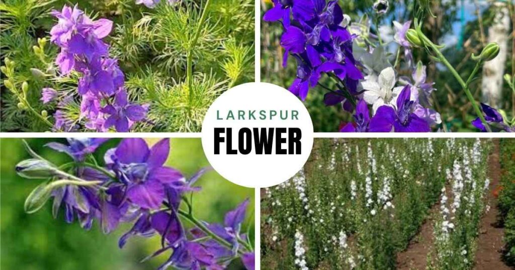 larkspur flower