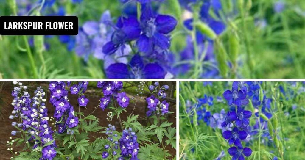 larkspur flower