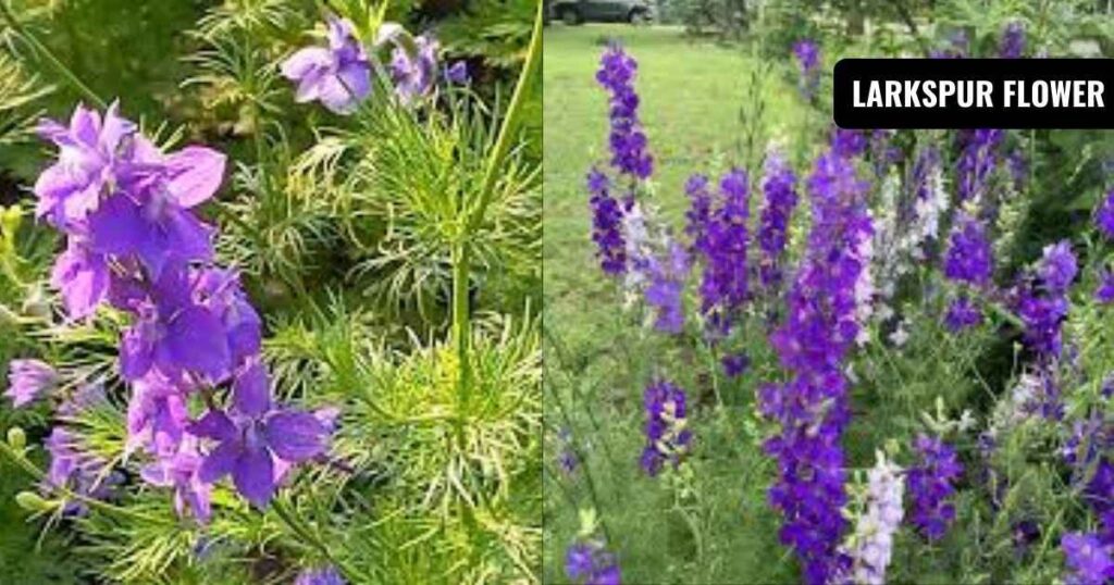 larkspur flower