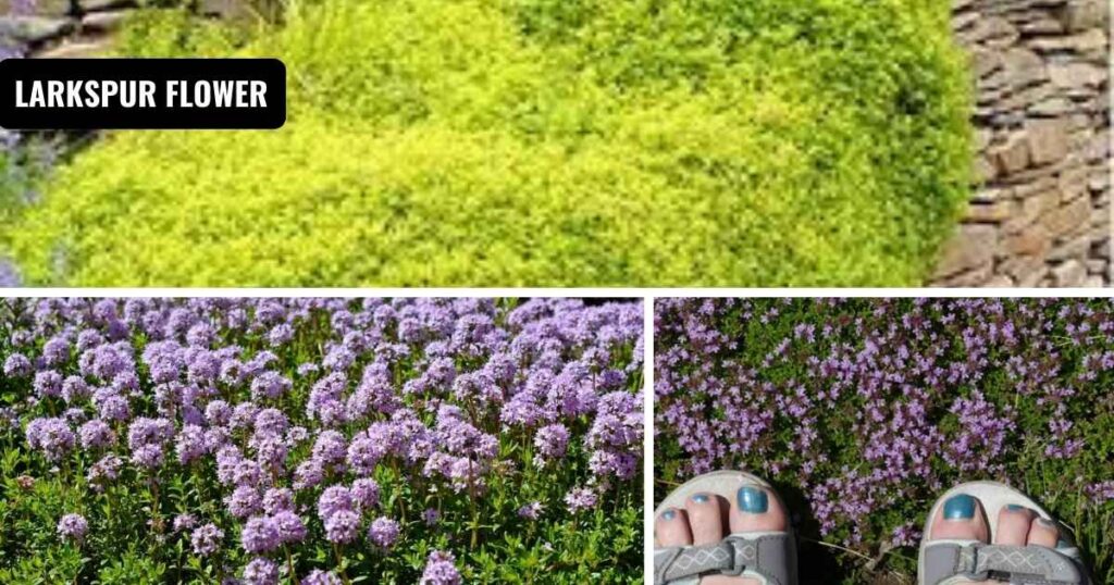 creeping thyme