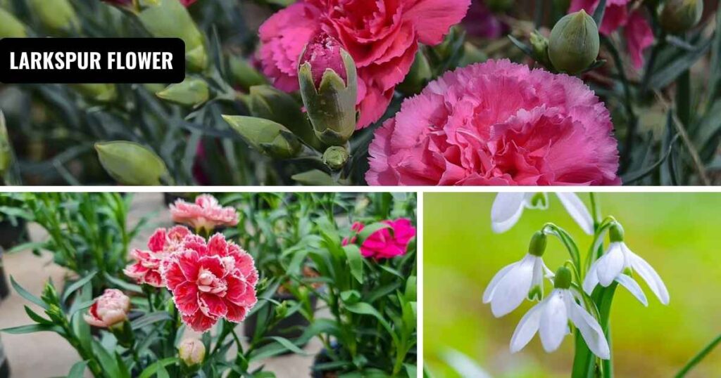 January birth flower: carnation and snowdrop