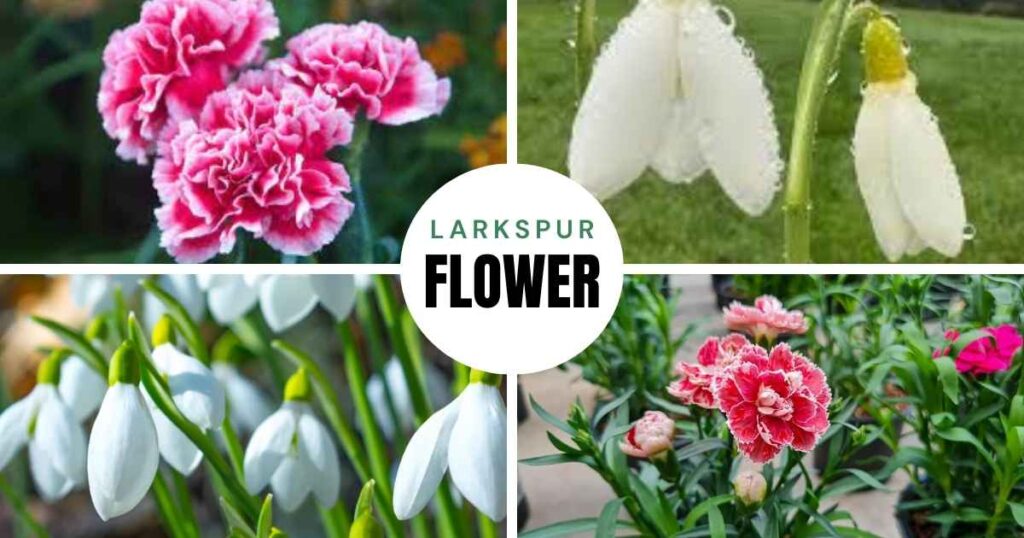 january birth flower: carnation and snowdrop
