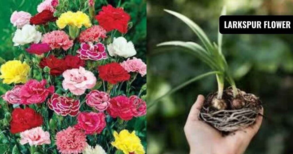 January birth flower: Carnation and snowdrop