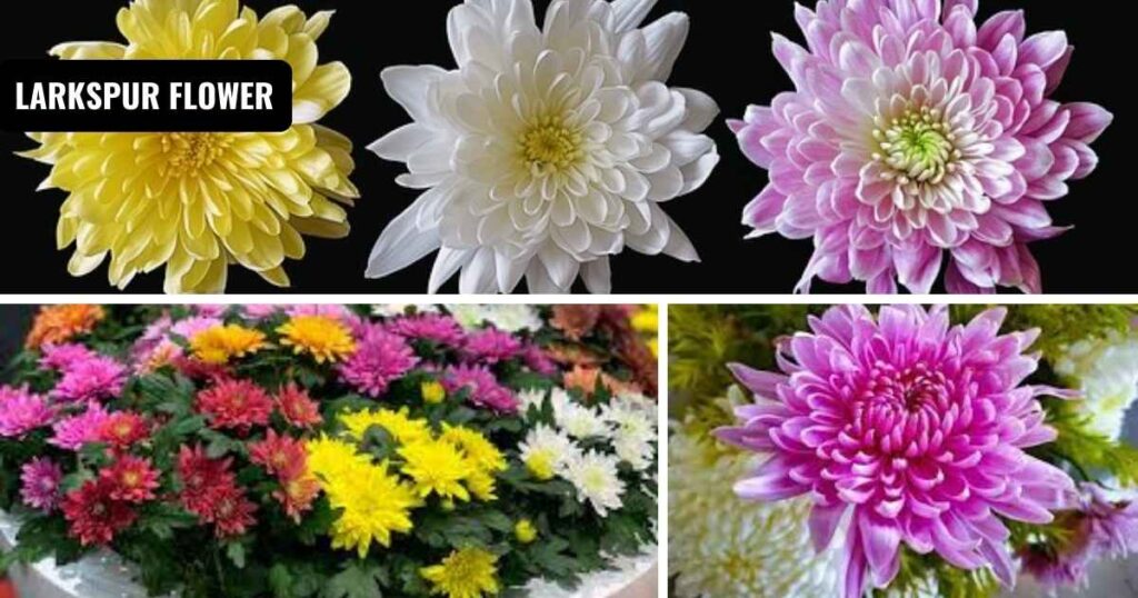 November birth flower