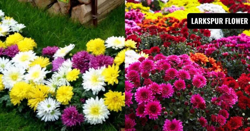 November birth flower