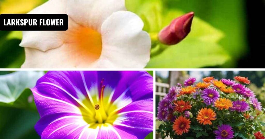 September birth flower: Aster and Morning Glory