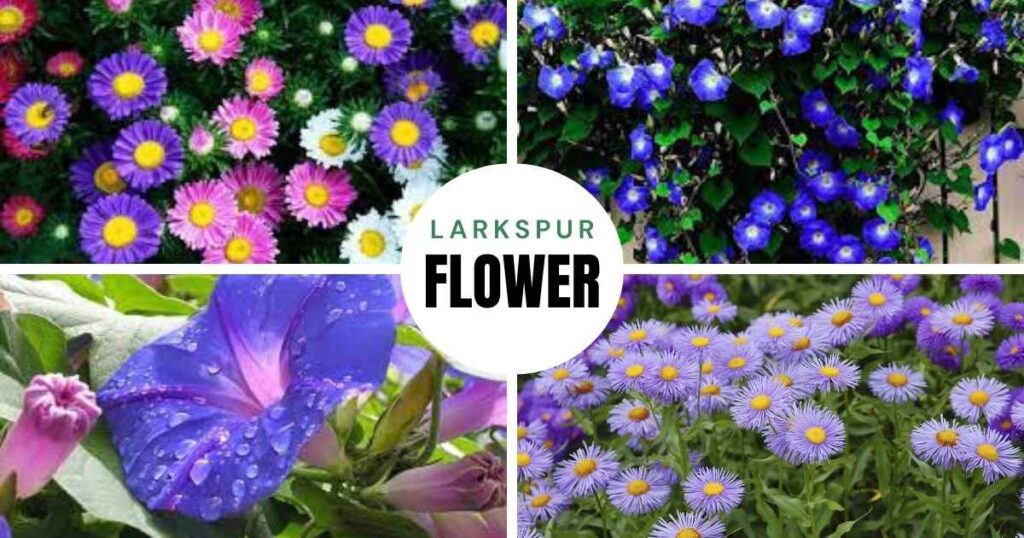 September birth flower: Aster and morning glory