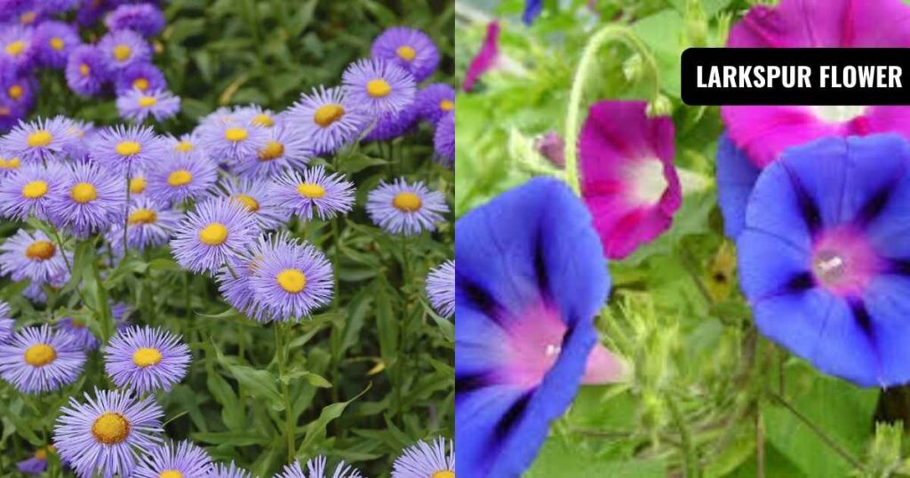September birth flower: Aster and Morning Glory