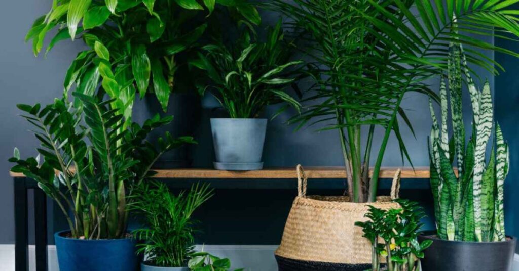 best plants for beginners