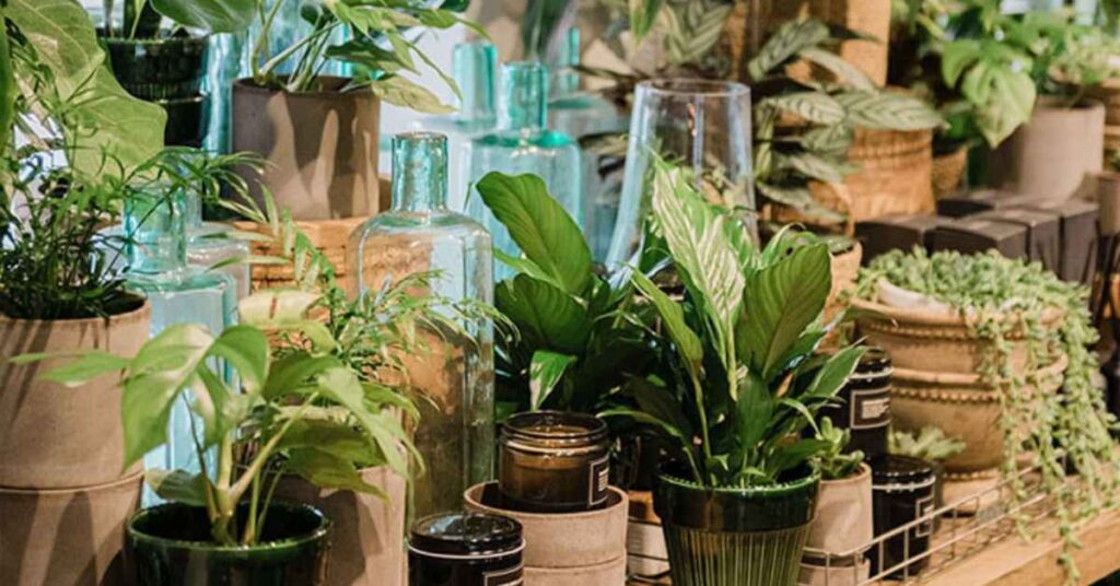best plants for beginners