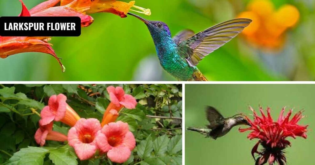 how to attract hummingbirds