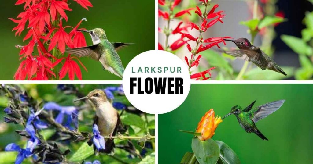 how to attract hummingbirds