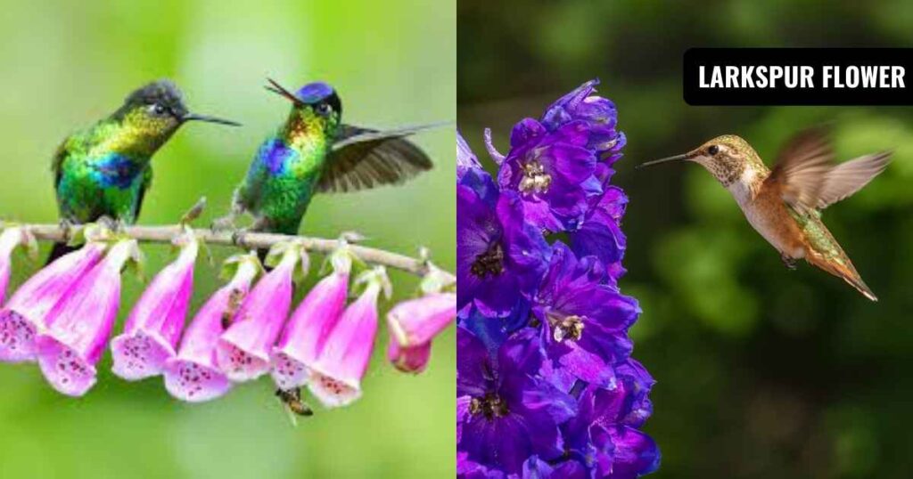 how to attract hummingbirds