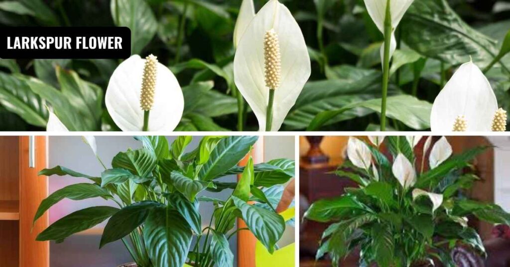 how to care for a peace lily
