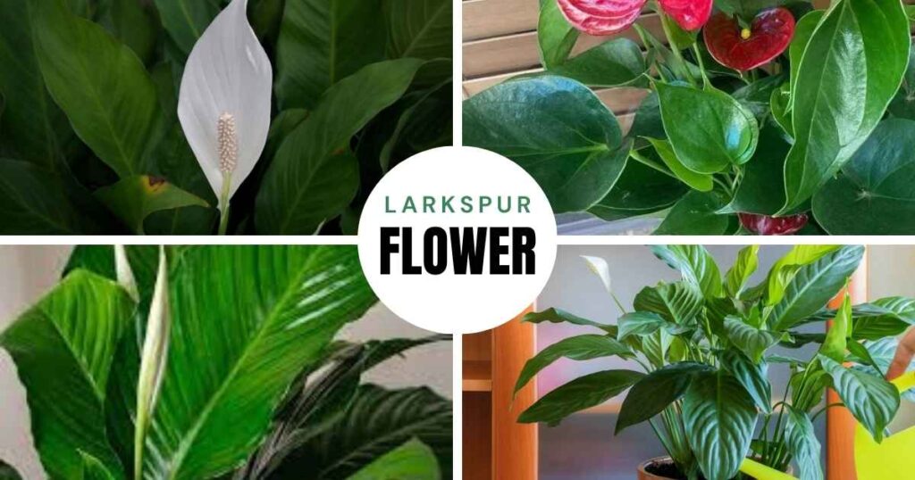 how to care for a peace lily
