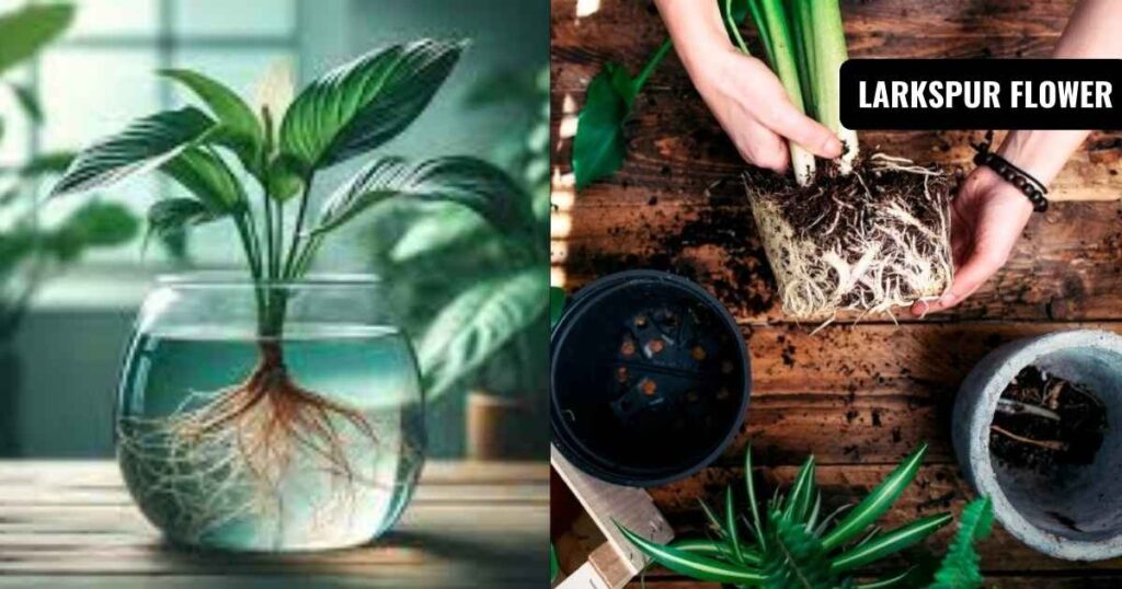 how to care for a peace lily