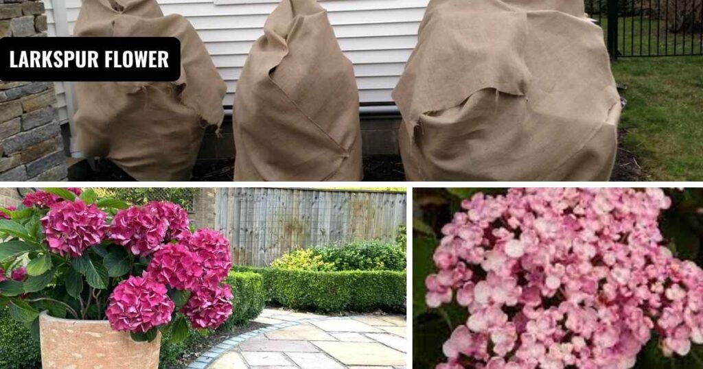 how to care for hydrangeas: In winter, in pots and containers