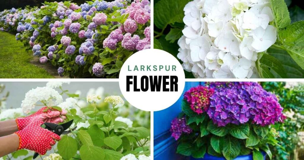 how to care for hydrangeas