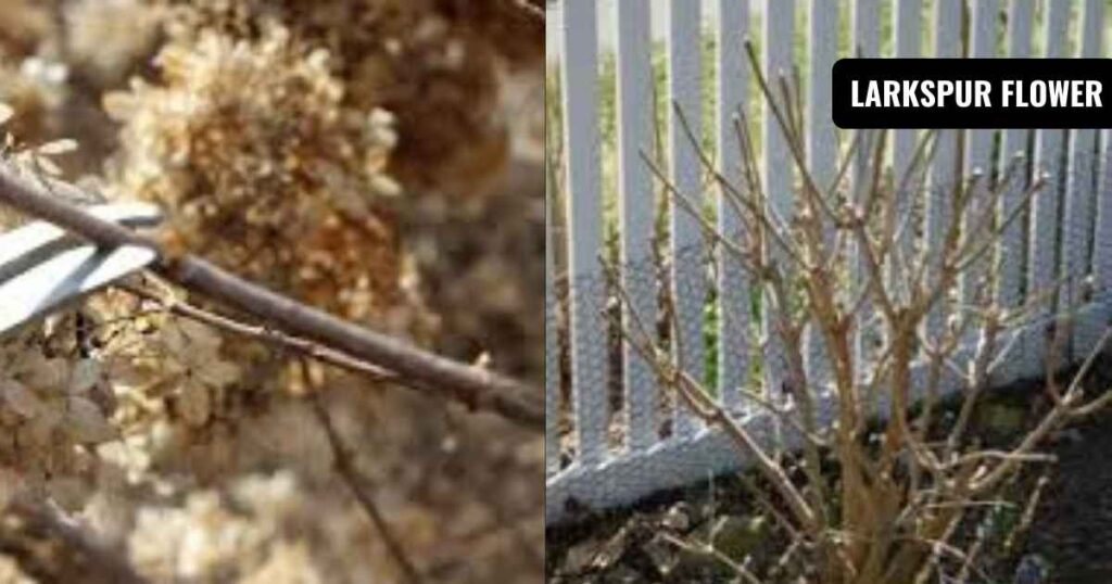 how to care for hydrangeas: when and how to trim