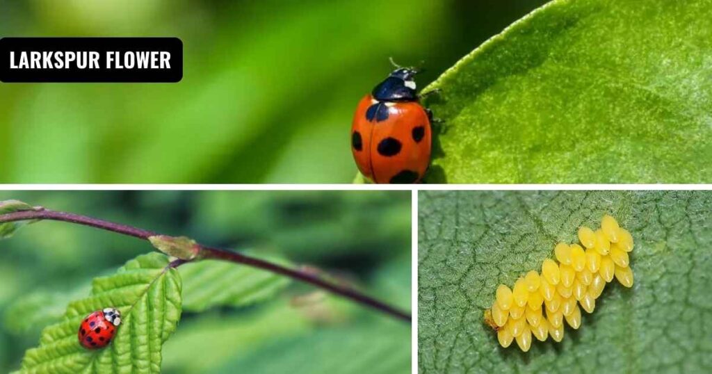 how to get rid of ladybugs
