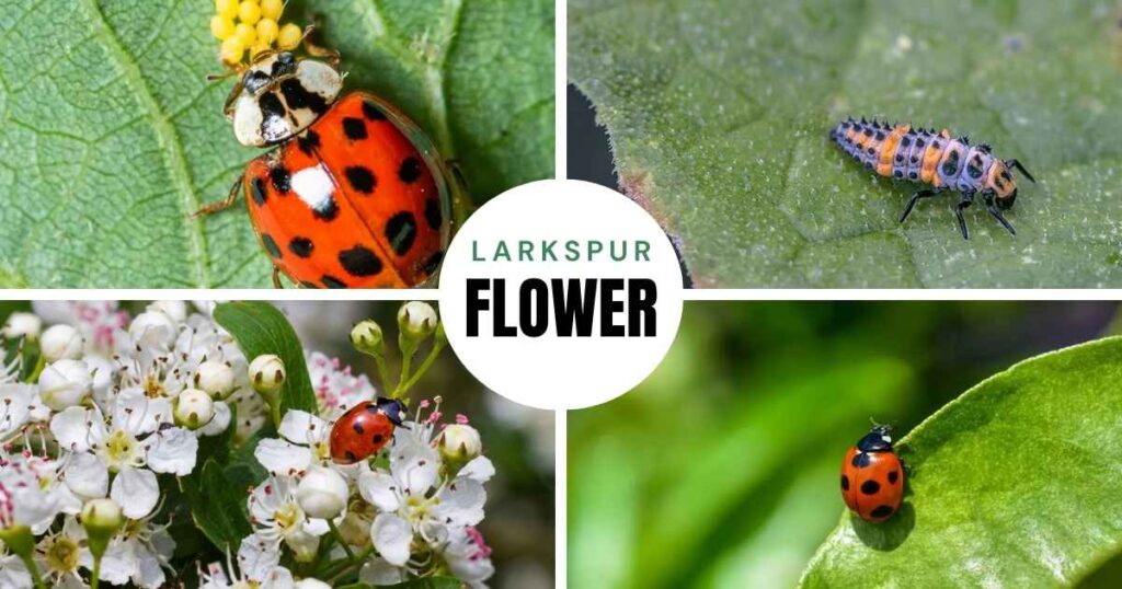 how to get rid of ladybugs