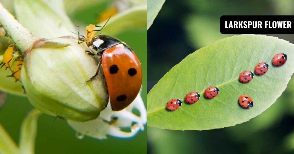 how to get rid of ladybugs