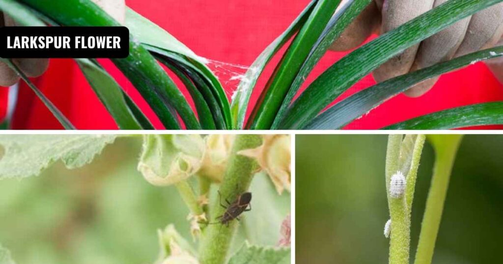 how to get rid of mealybugs