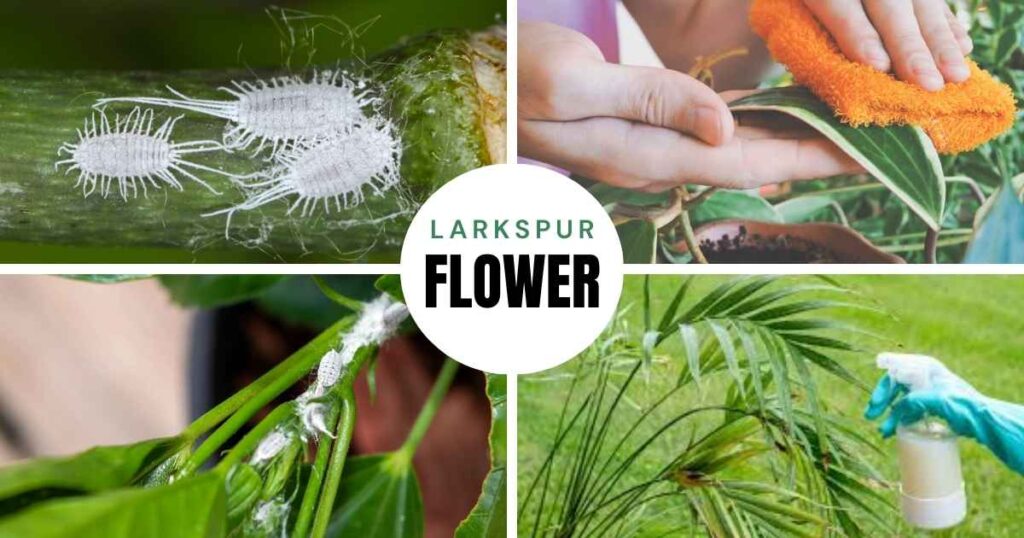 how to get rid of mealybugs