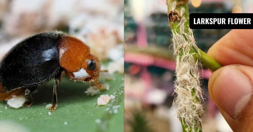 how to get rid of mealybugs