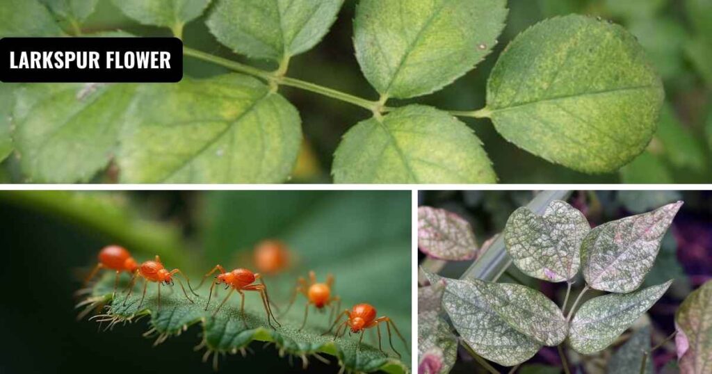 how to get rid of spider mites