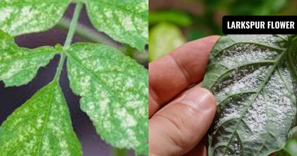 how to get rid of spider mites