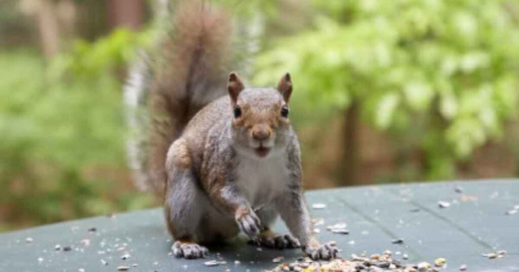 how to get rid of squirrels