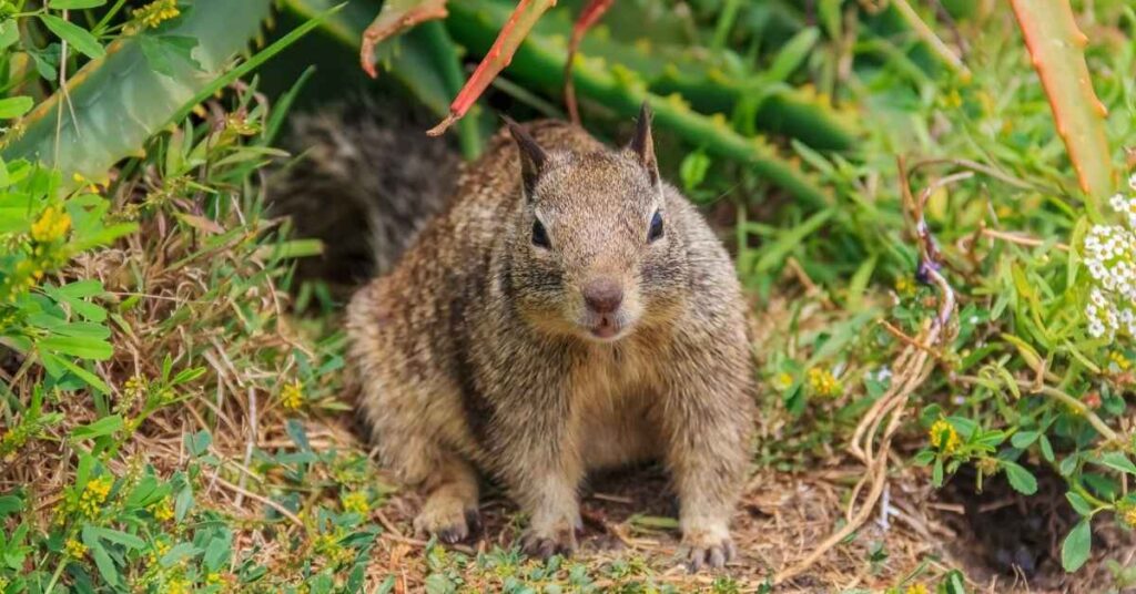 how to get rid of squirrels